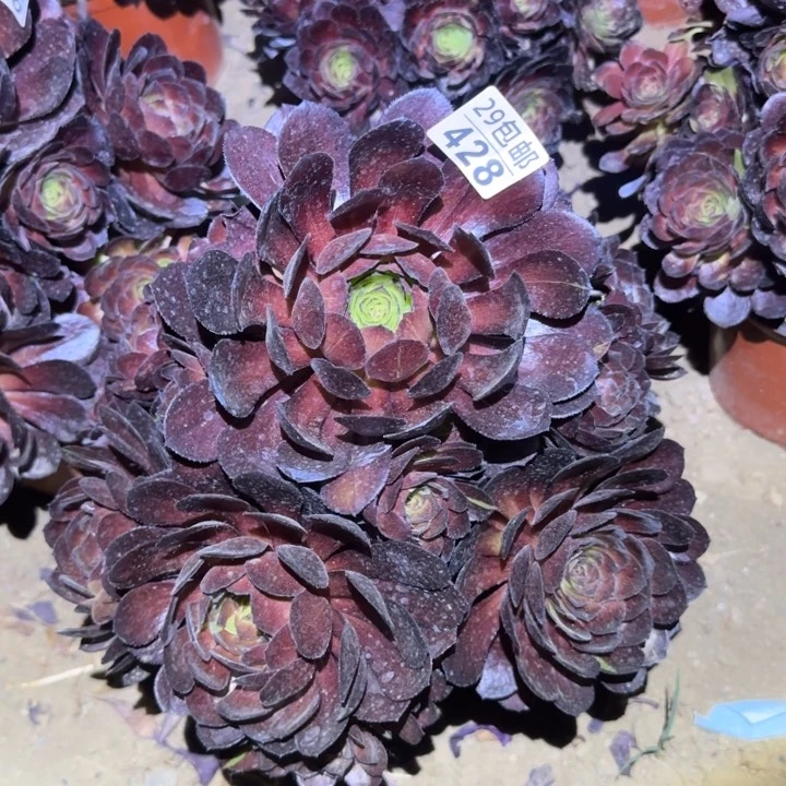 黑美人……多肉植物的