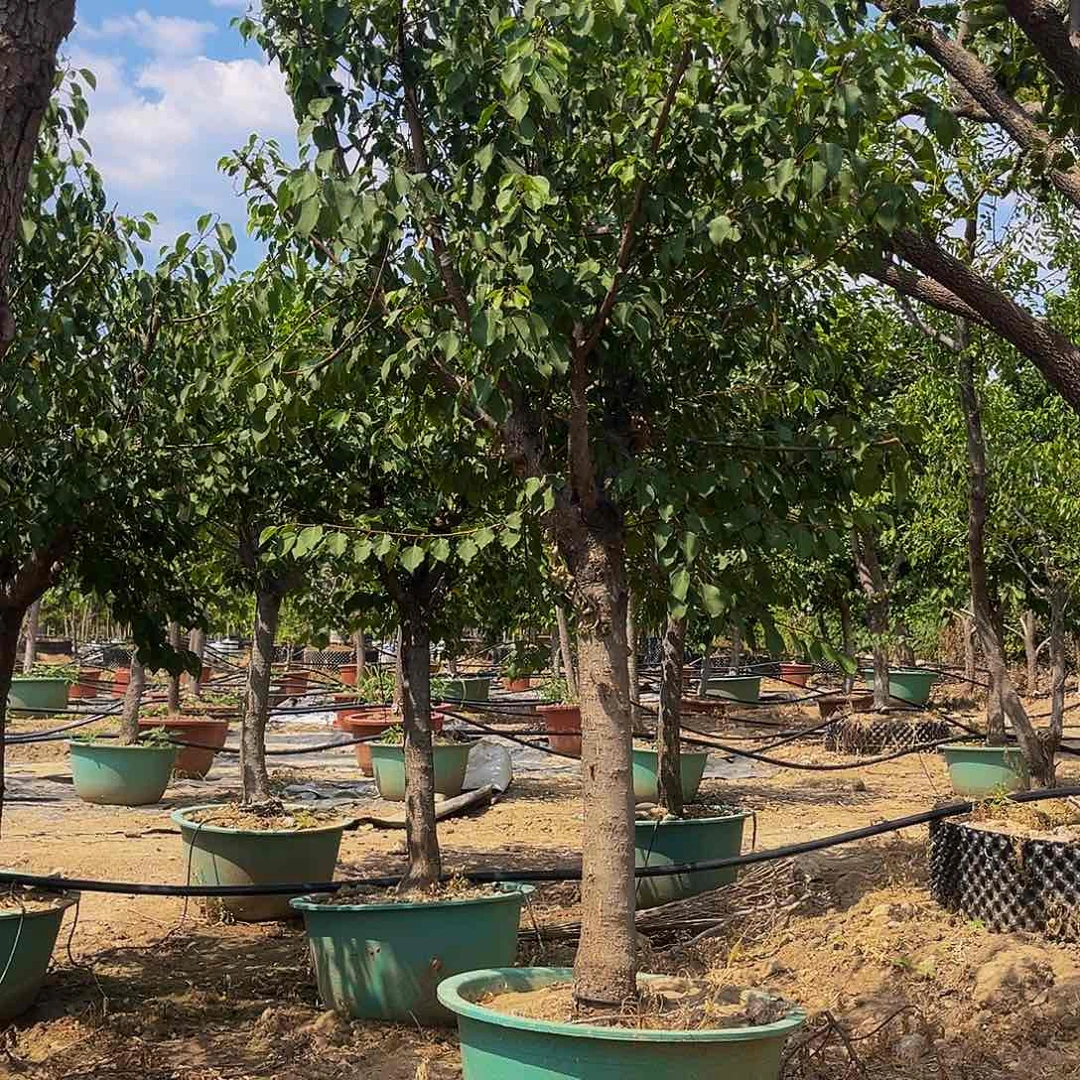 珍珠油性一颗包邮到家