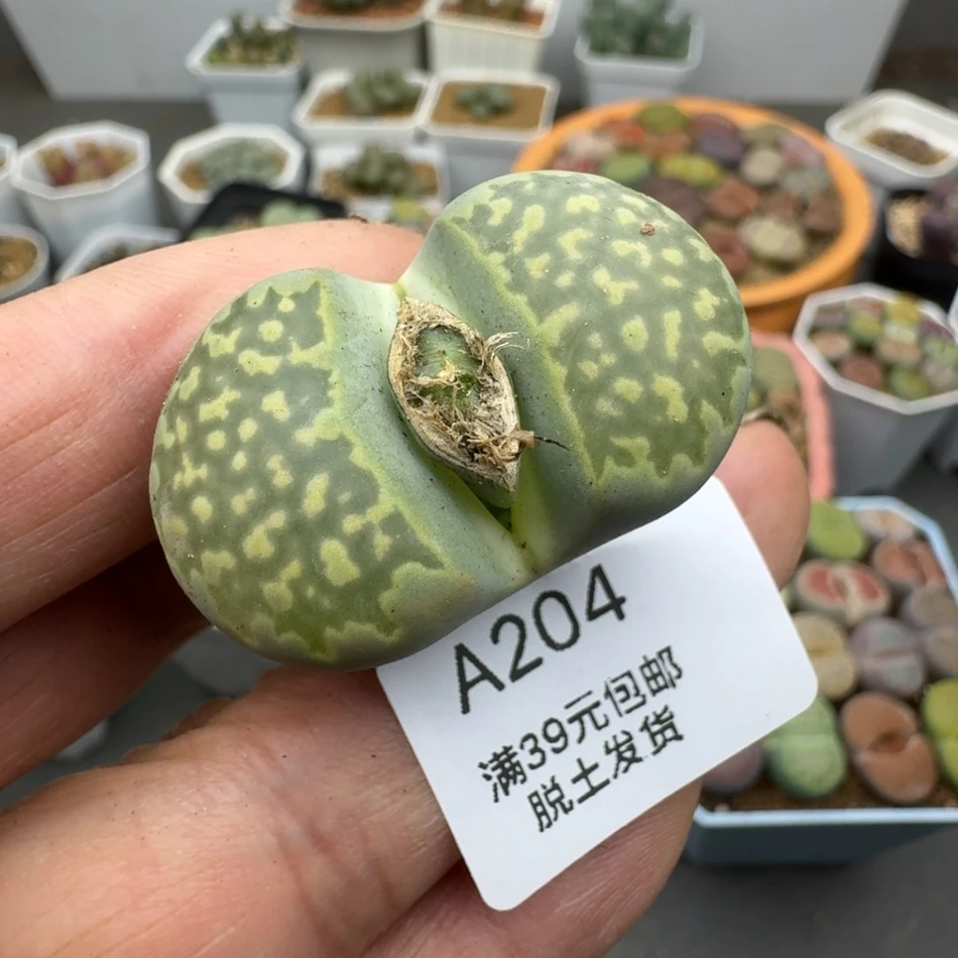 宇**-204恍恍惚惚哈哈哈哈哈