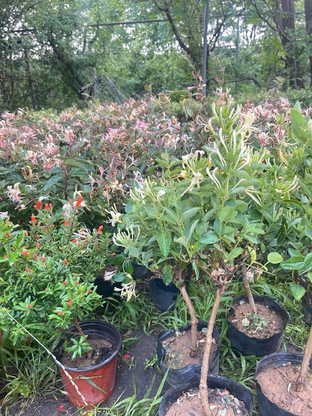 多彩红色金银花树苗盆栽地栽泡茶南方北方均可种植