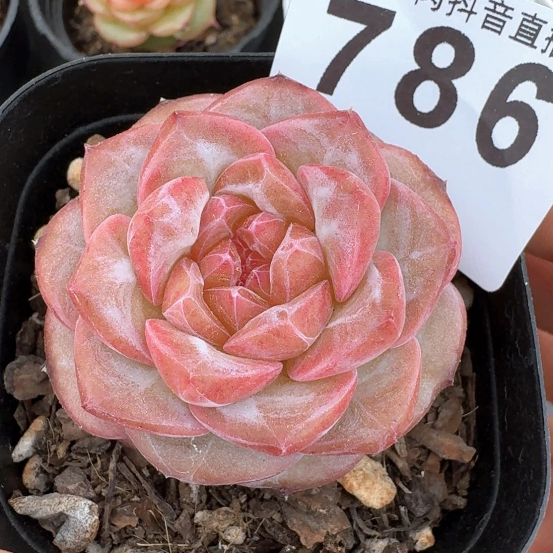 经典琥珀       精品多肉