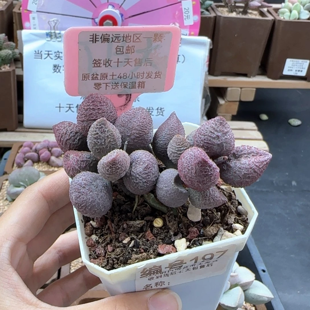 花****197水蜜桃补差多肉