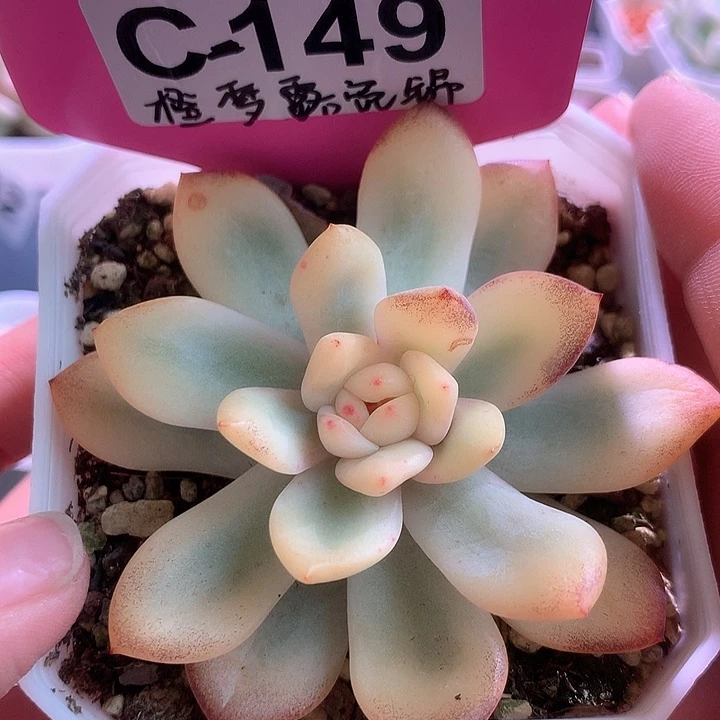 橙梦露宽锦有根有根
