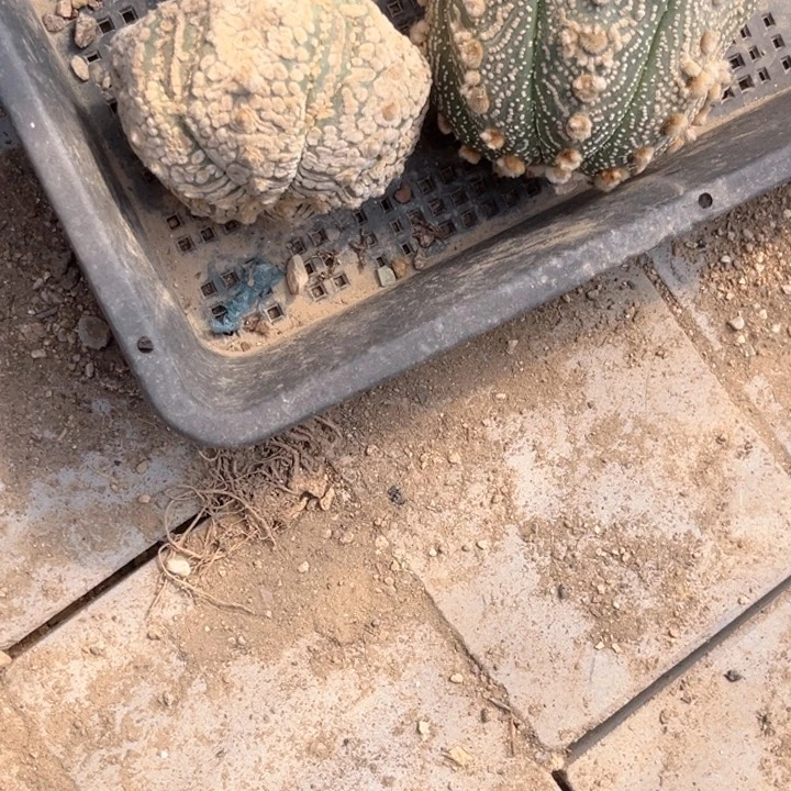 ｖ兜海星三角嫁接仙人球