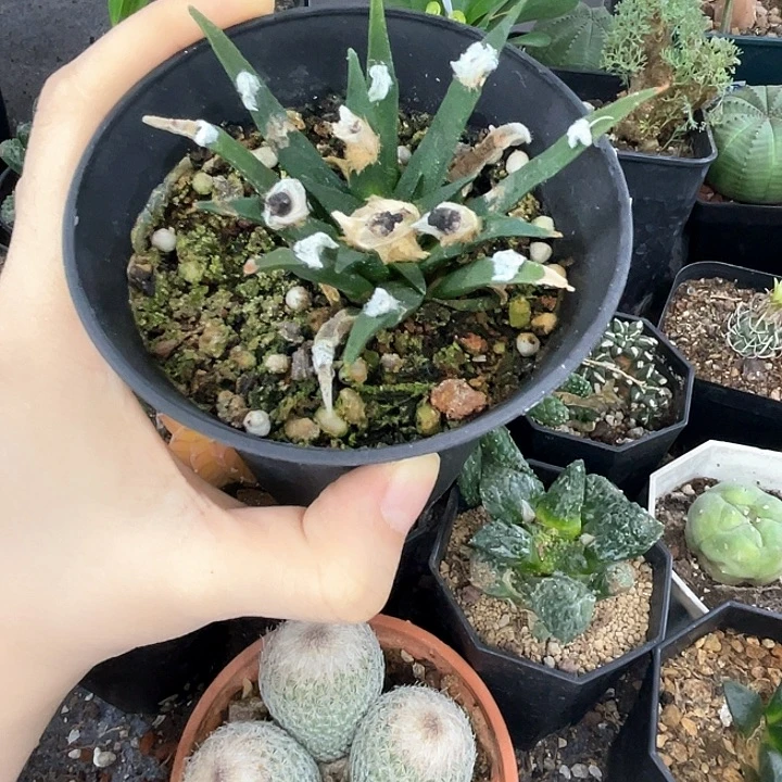 龙舌兰一物一拍实生
