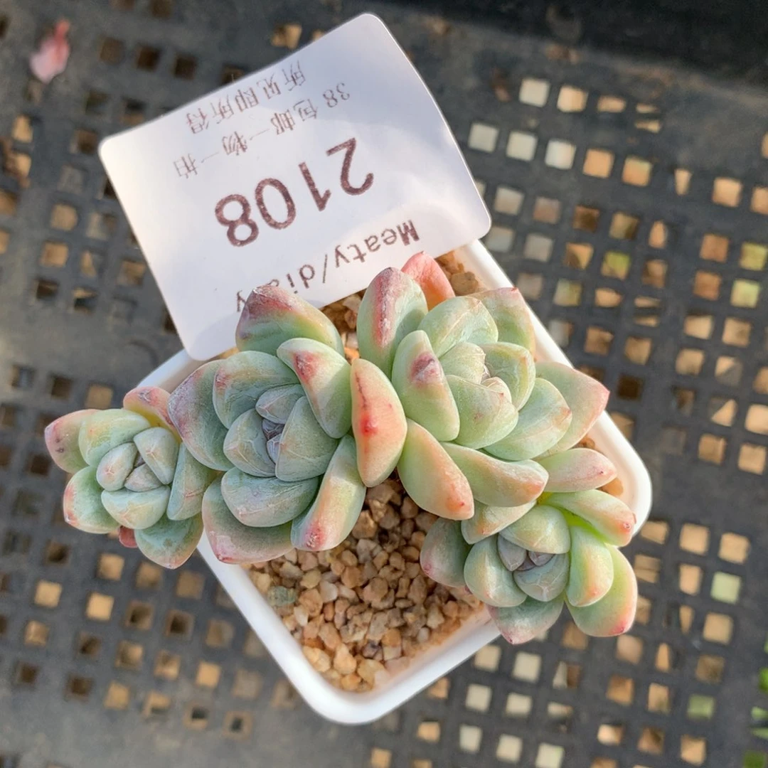 2108四头冰玉带盆