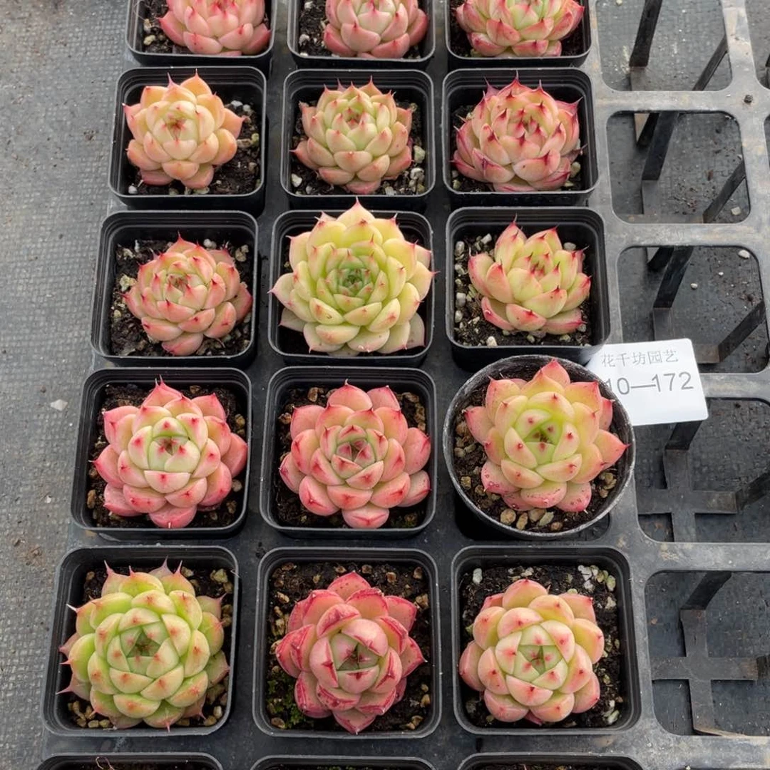 一物一拍18颗10-172