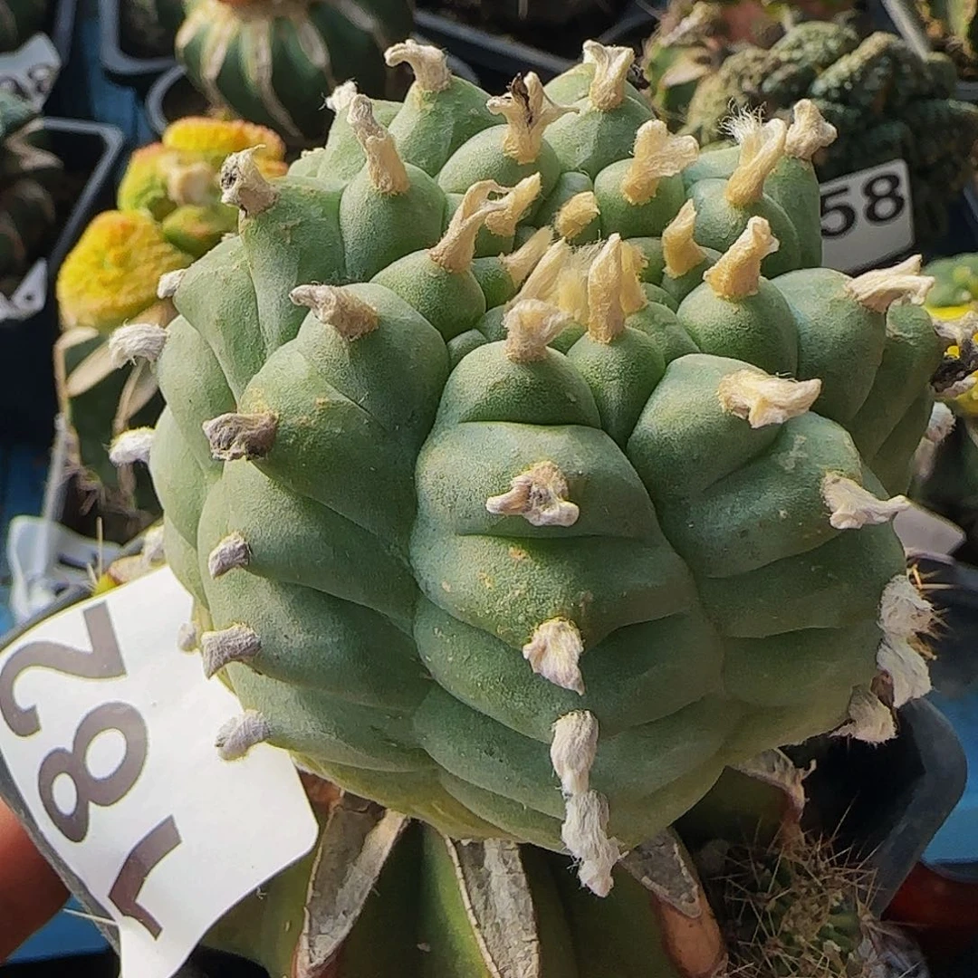 肋骨乌182仙人球开花