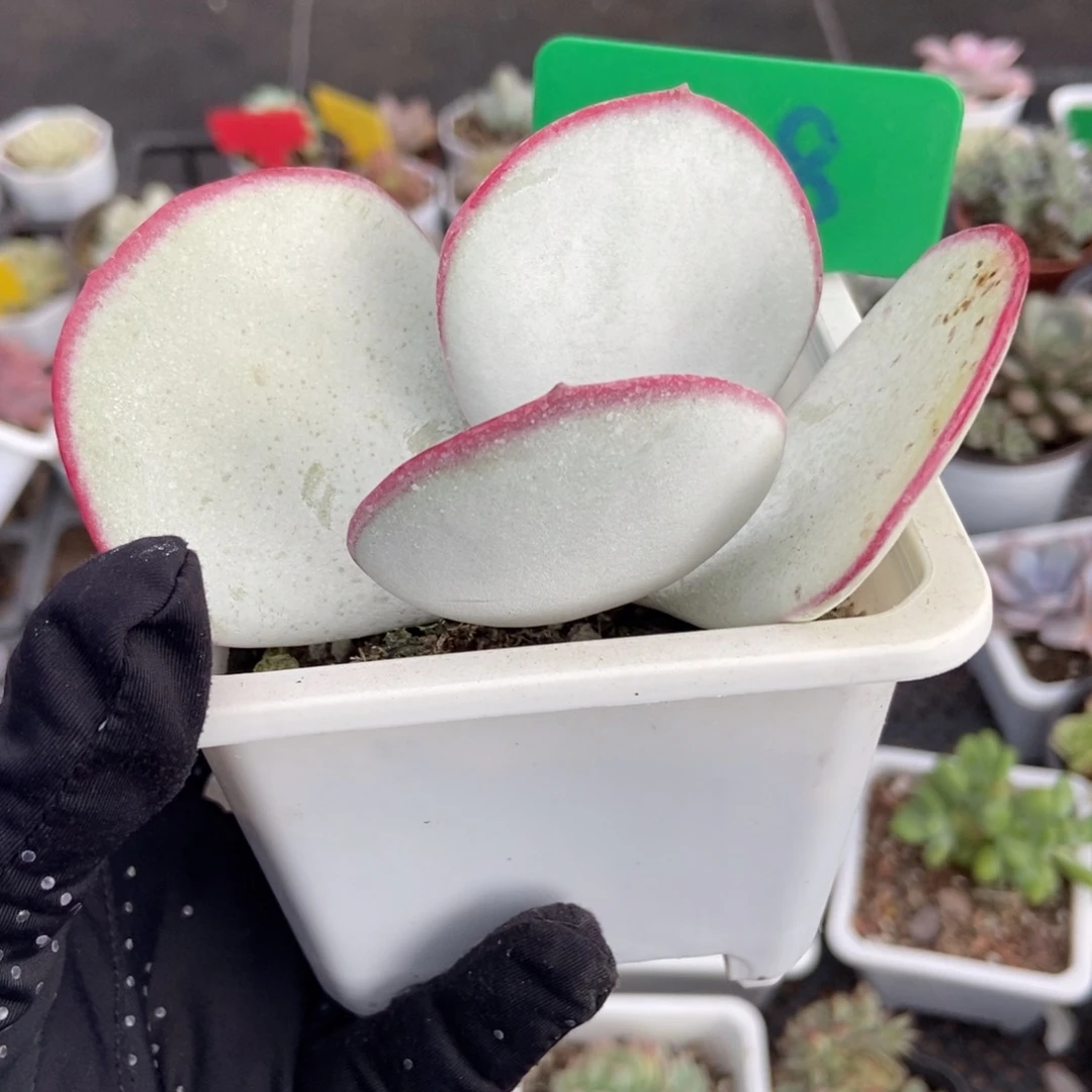 988白眉多肉植物多肉