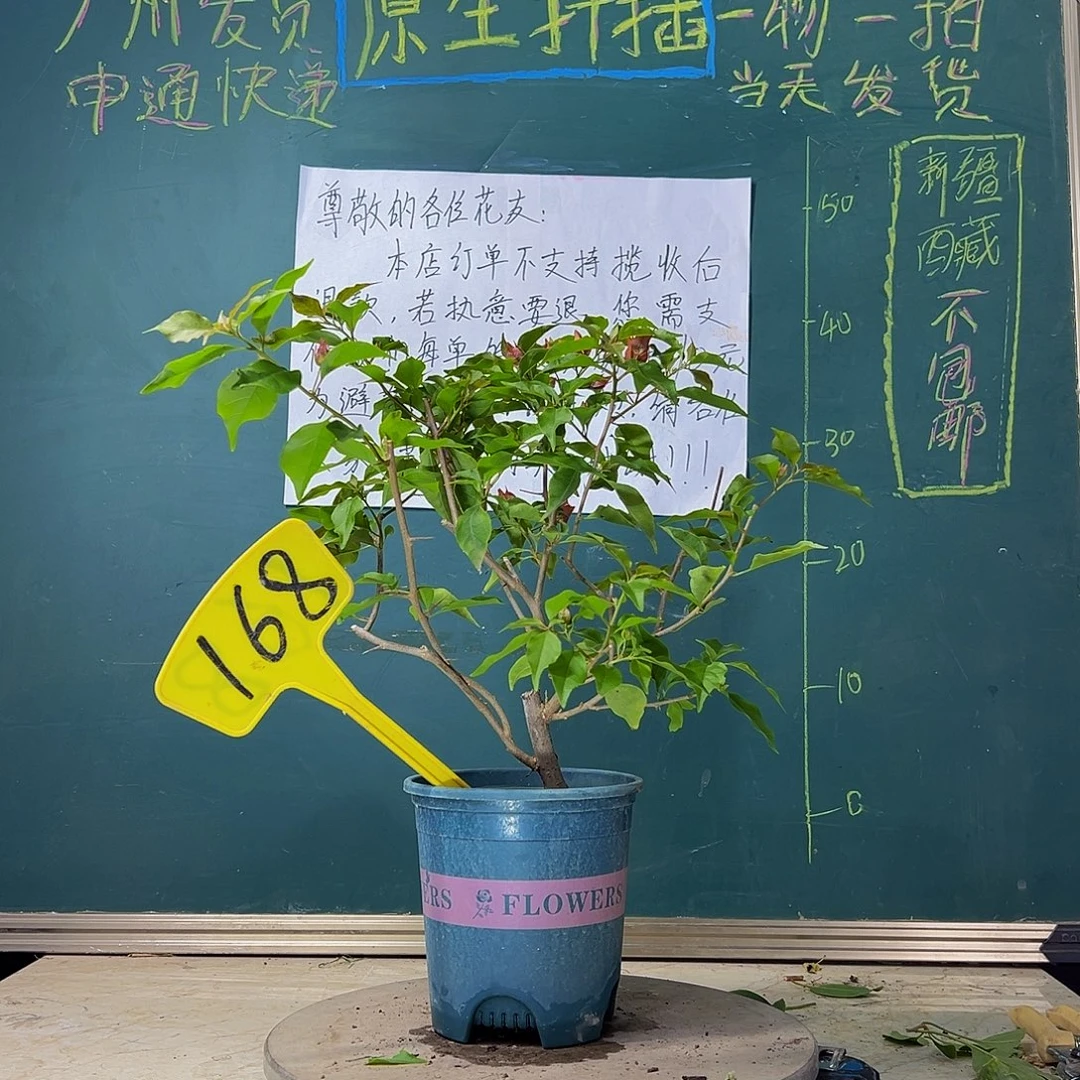 当前无花栽培后可以开花  热火桑巴  168