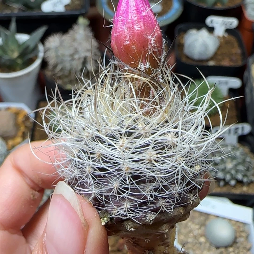 实生银翁玉多肉3厘米