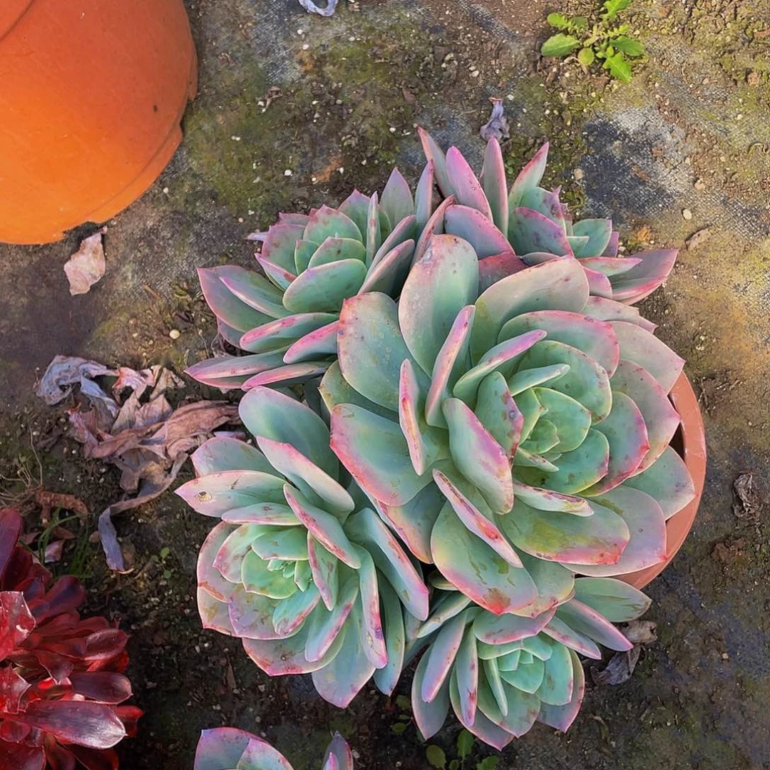 血凤39.8多肉群生