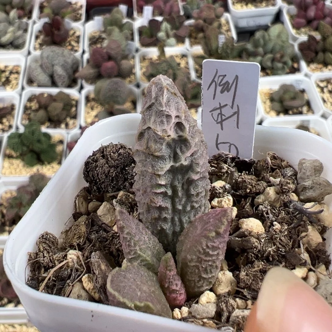 倒刺多肉植物水泡