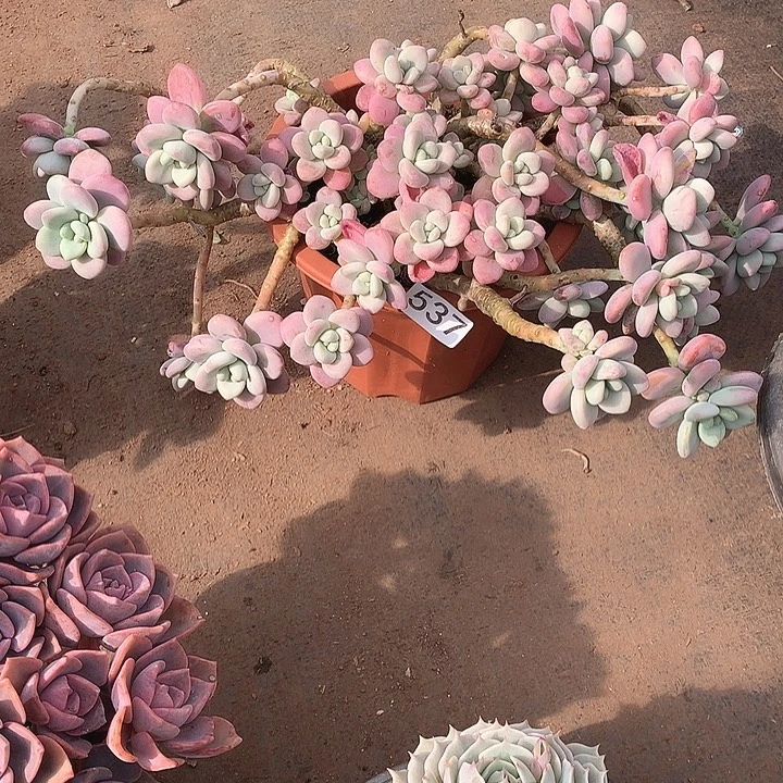 537洛神 一物一拍多肉