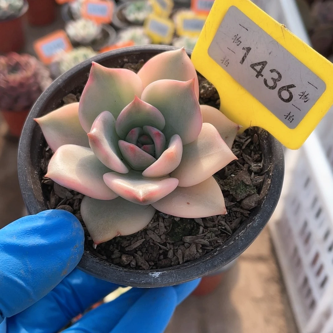 【闪购商品】1436号