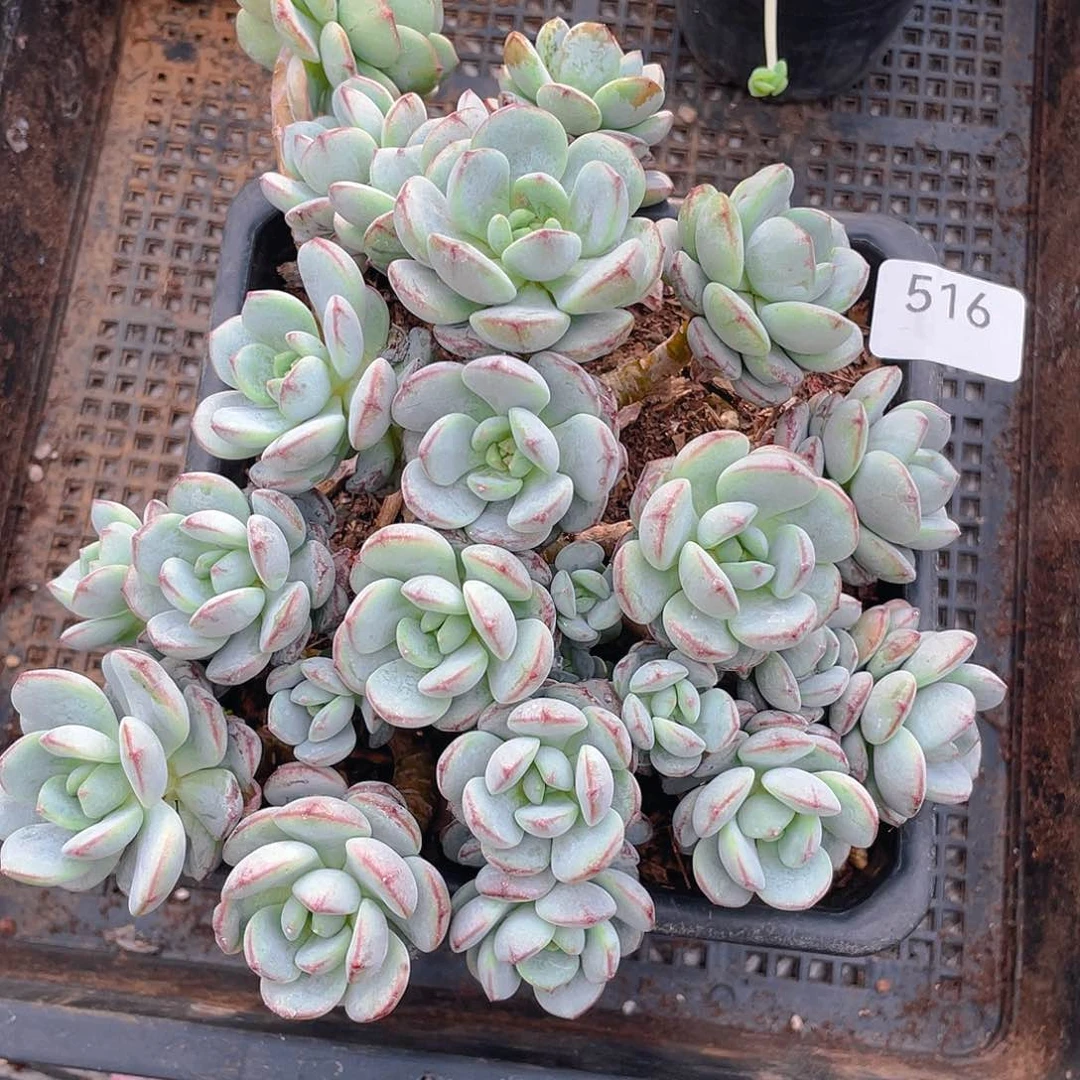 516。香草。