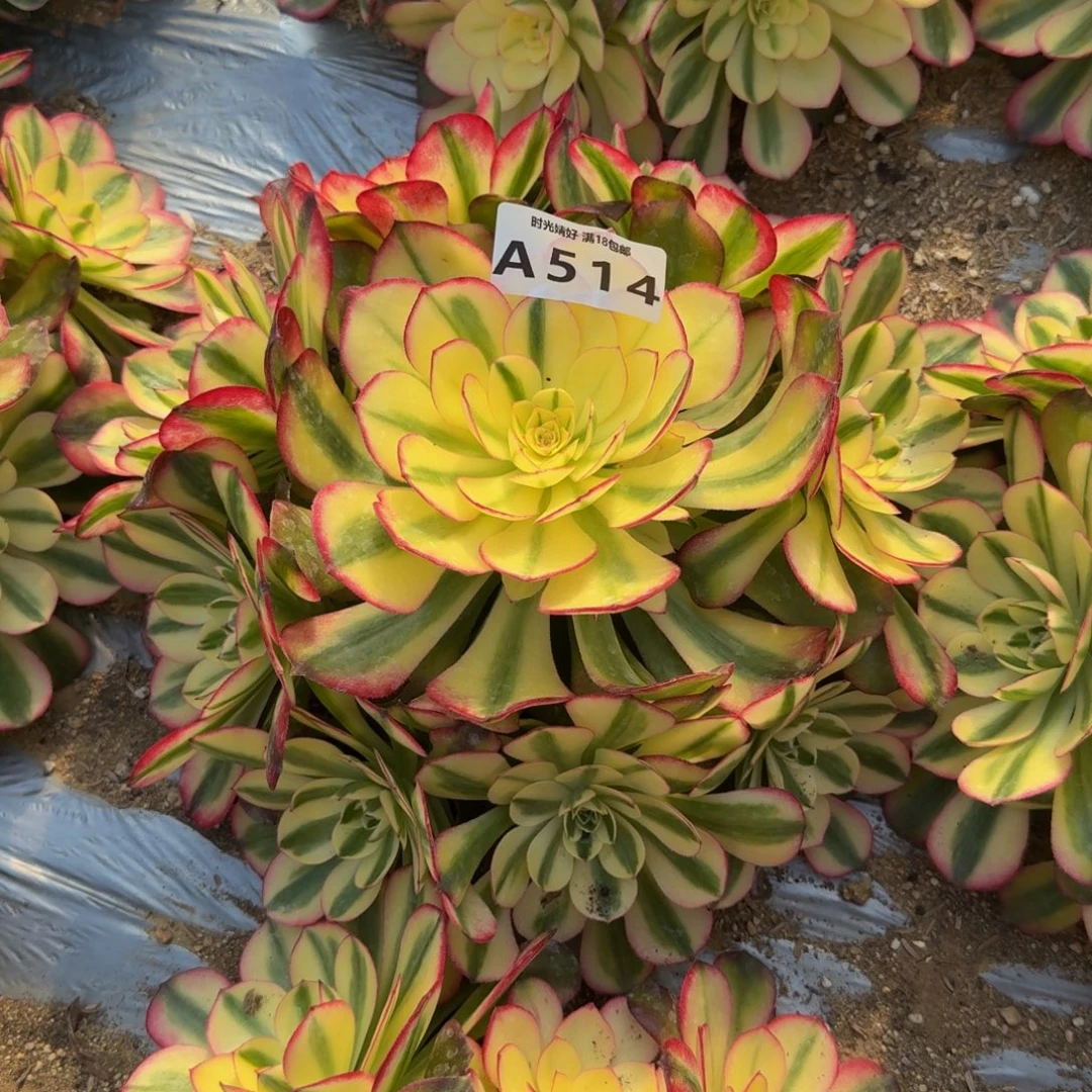 514荔枝。多肉植物