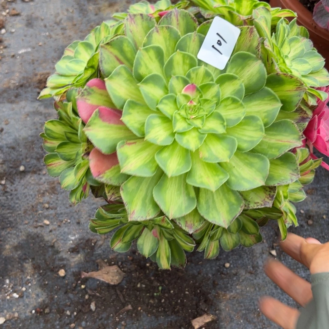 101知否多肉植物系