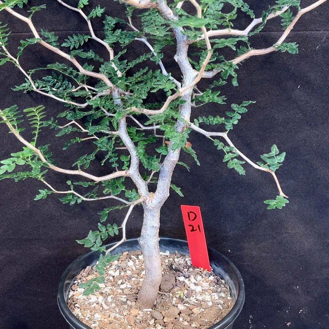 潮流植物滔天橄榄，实生，D21