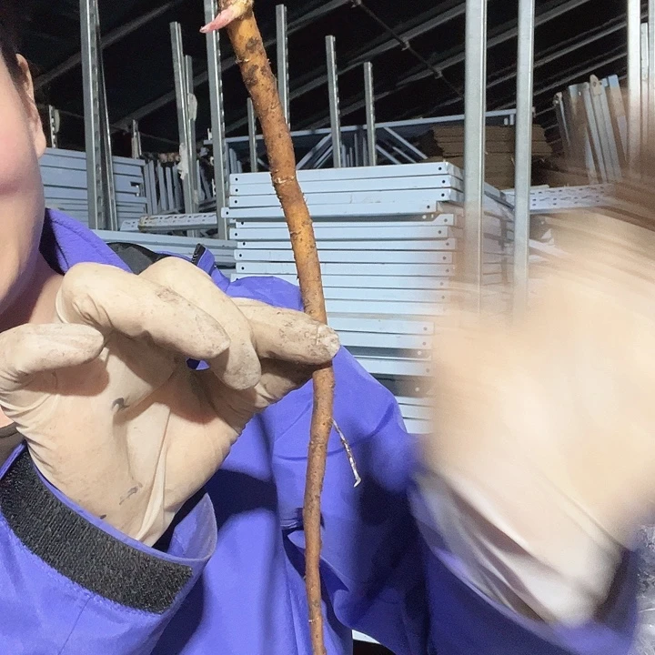 当前无花栽培后可以开花维多利亚1芽