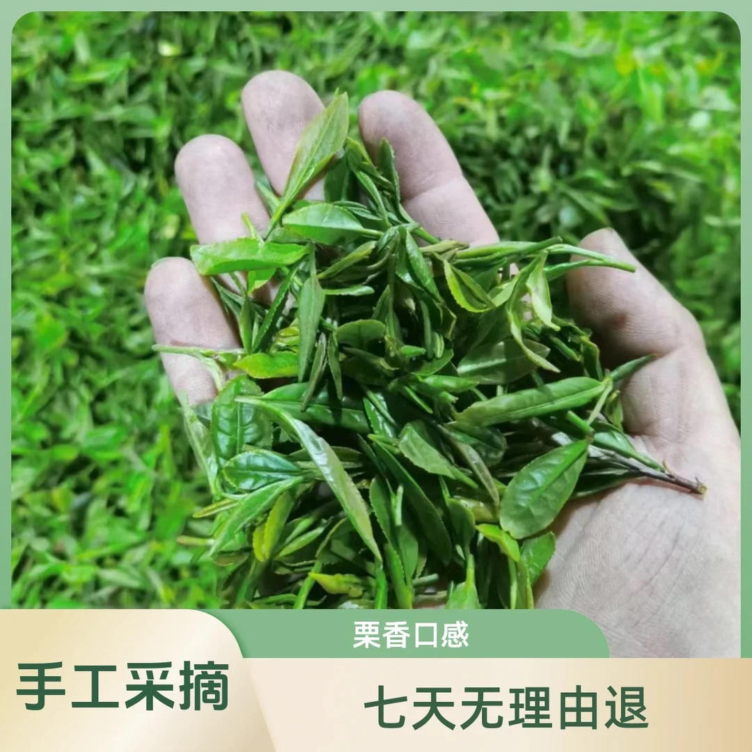 2025年日照绿茶新茶小棚茶