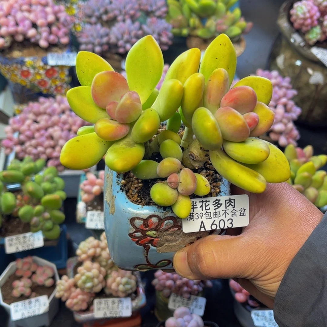 603芒果奶11cm多肉