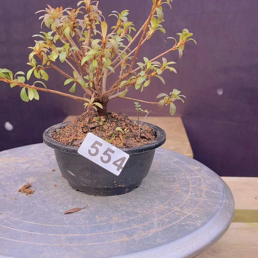 红陶直播时间一直一个