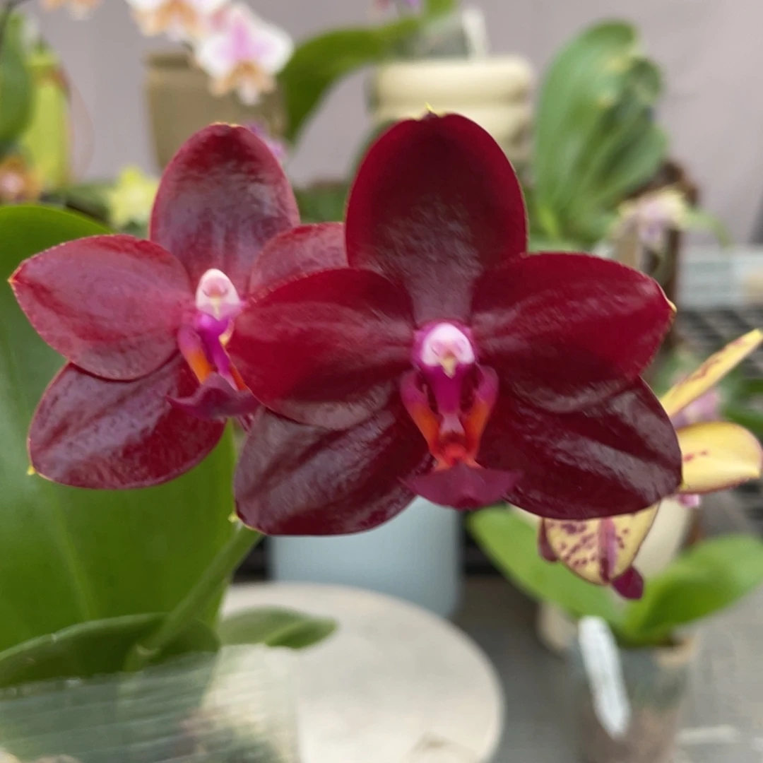 完全开放弥陀太阳王，3.5杯开花株