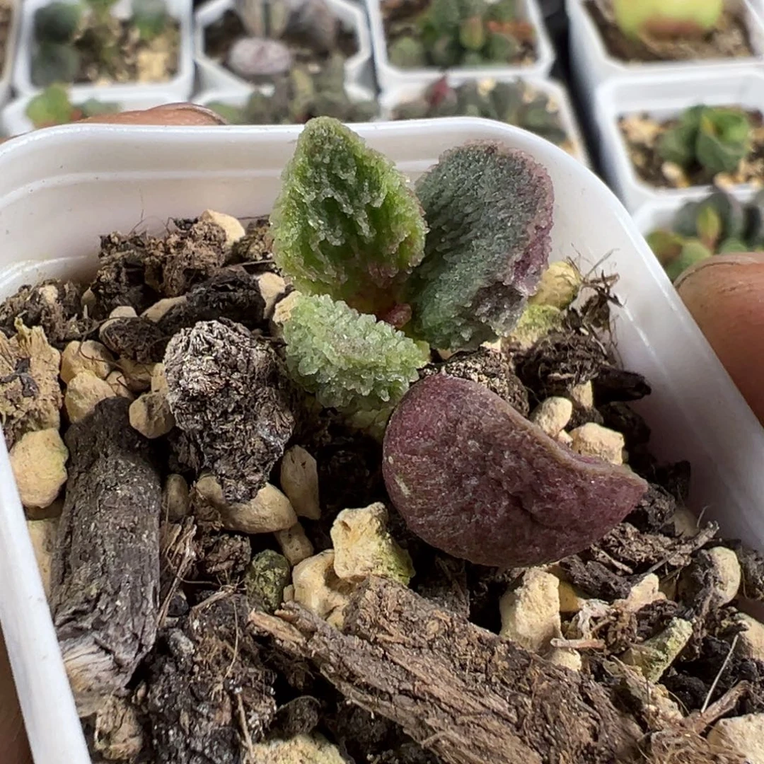 倒刺款新品苗多肉植物水泡