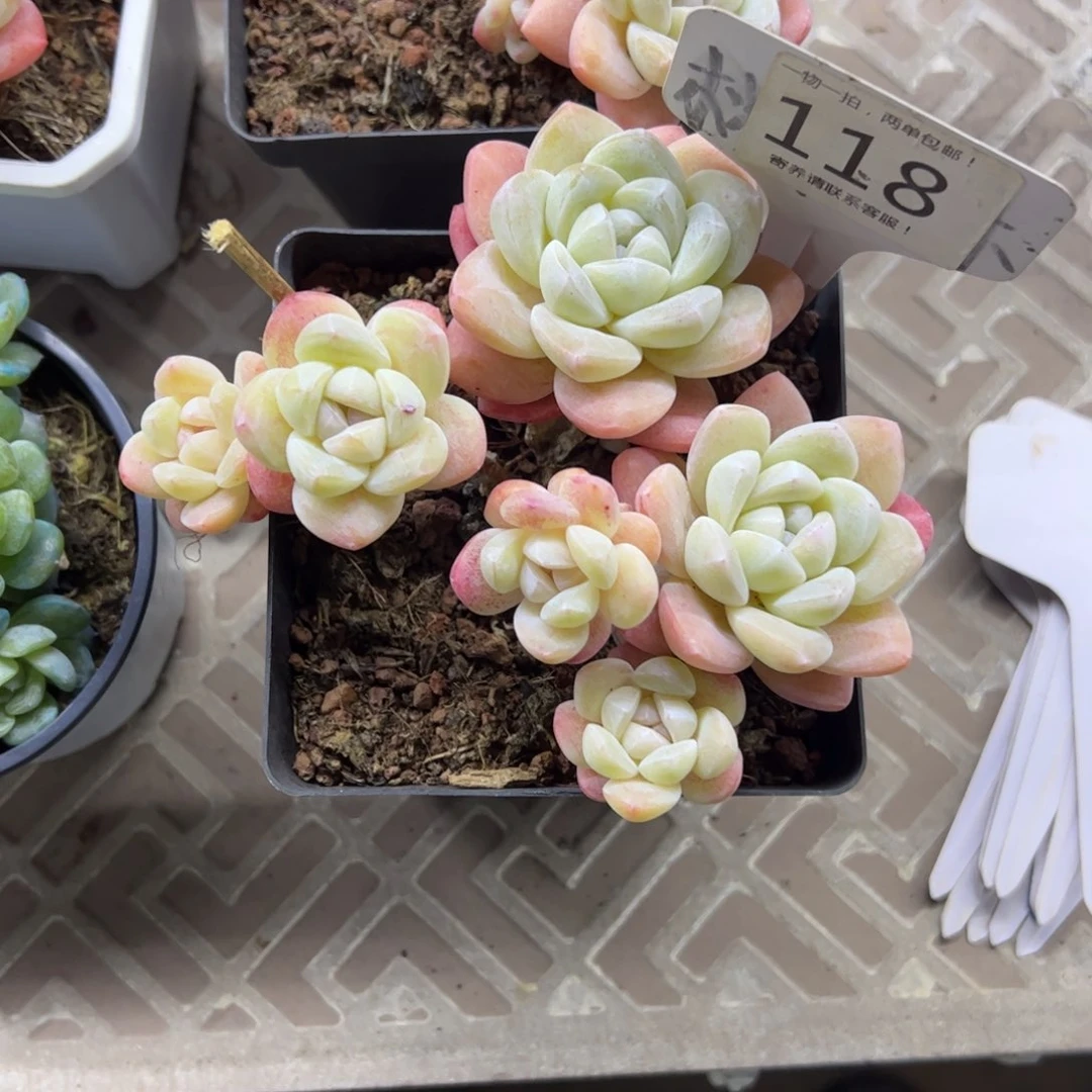 红陶海*118多肉植物