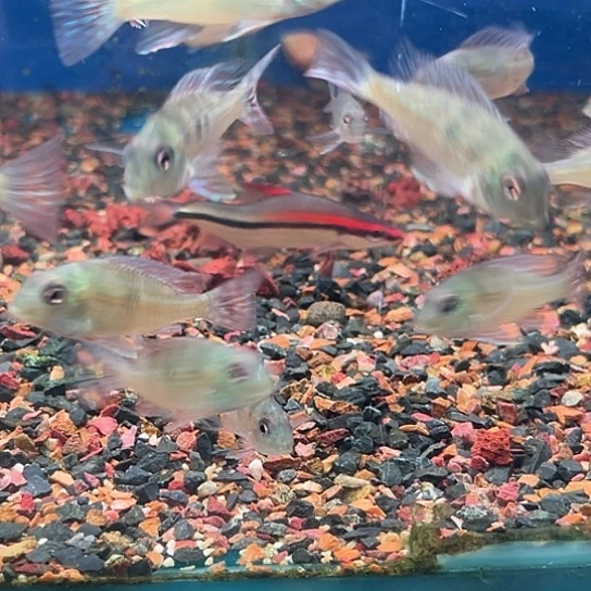 A***u慈鲷4+咕噜，3-4马面，3-4亚奎