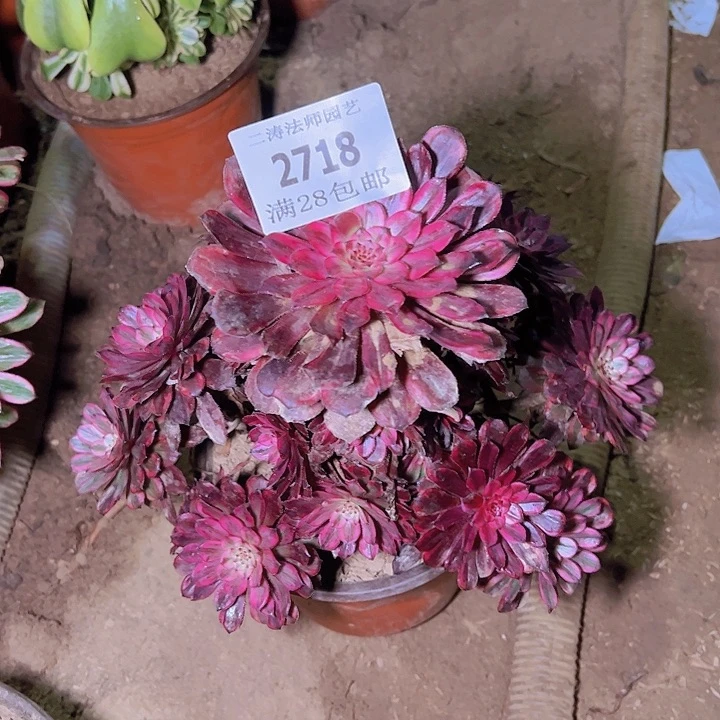 忧***人2718紫霞多肉植物