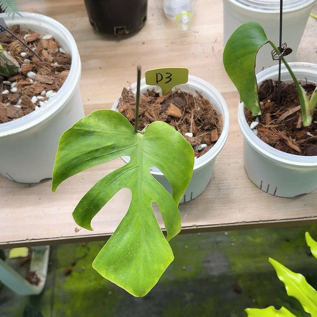 无花朵王*青苹果一叶一芽D3