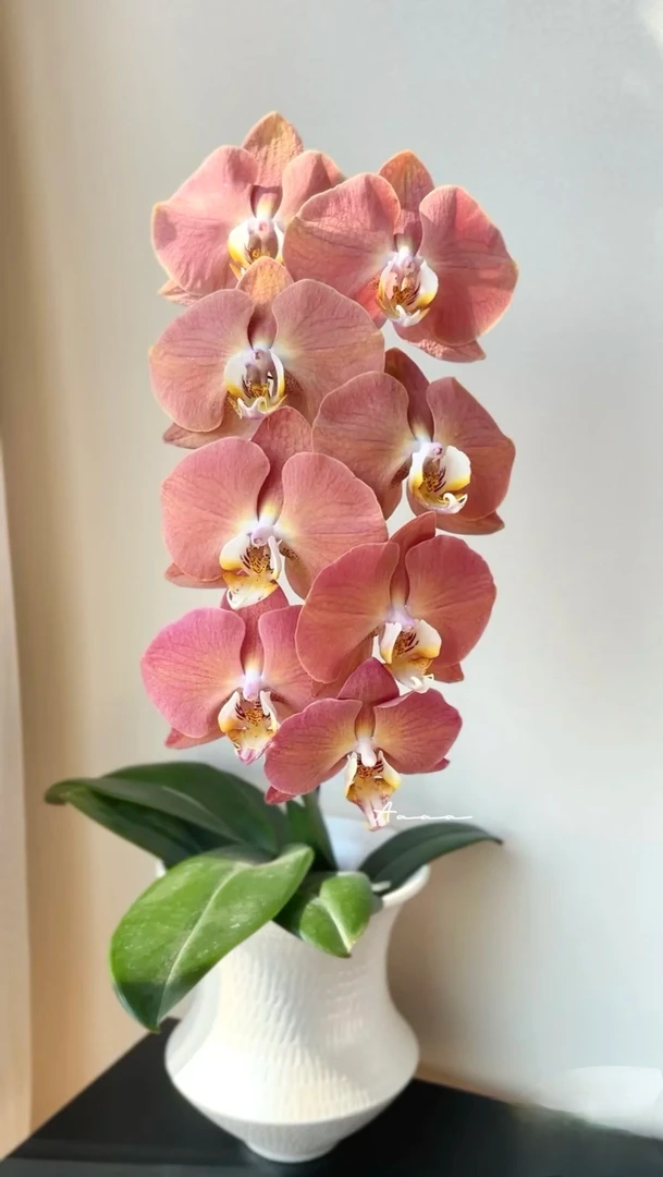 哈克三文鱼蝴蝶兰3.5寸杯（没花剑）壮根复古橘色