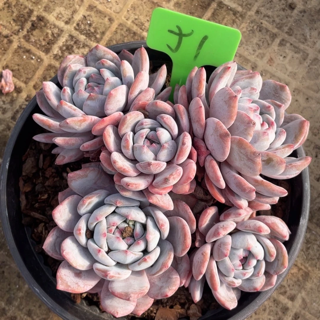 冬***冬星影多头群生51号