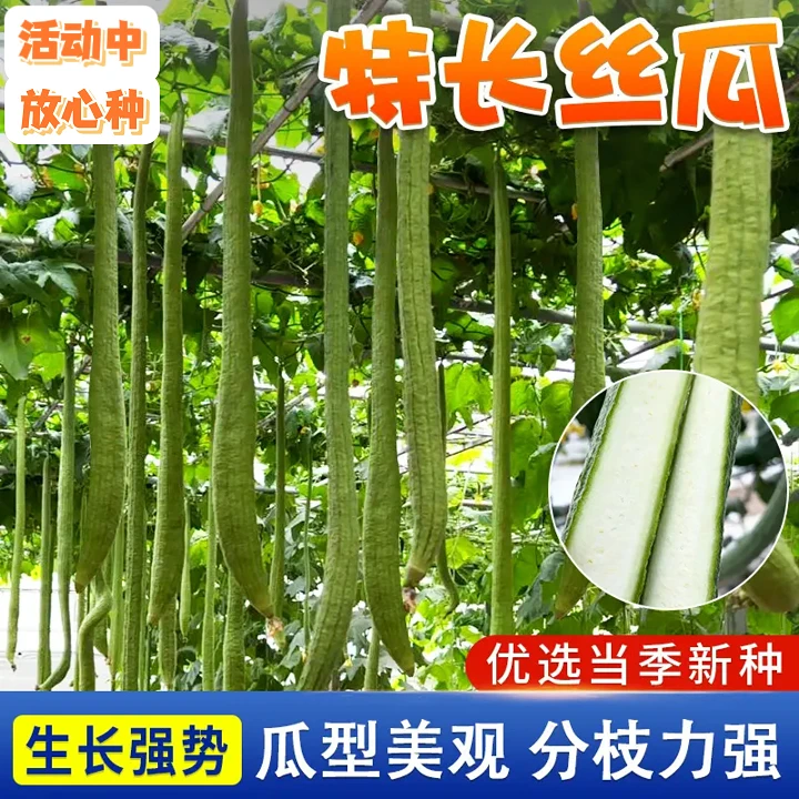 【正宗特产丝瓜 送肥料】特长丝瓜种子阳台小院庭院盆栽四季丝瓜籽