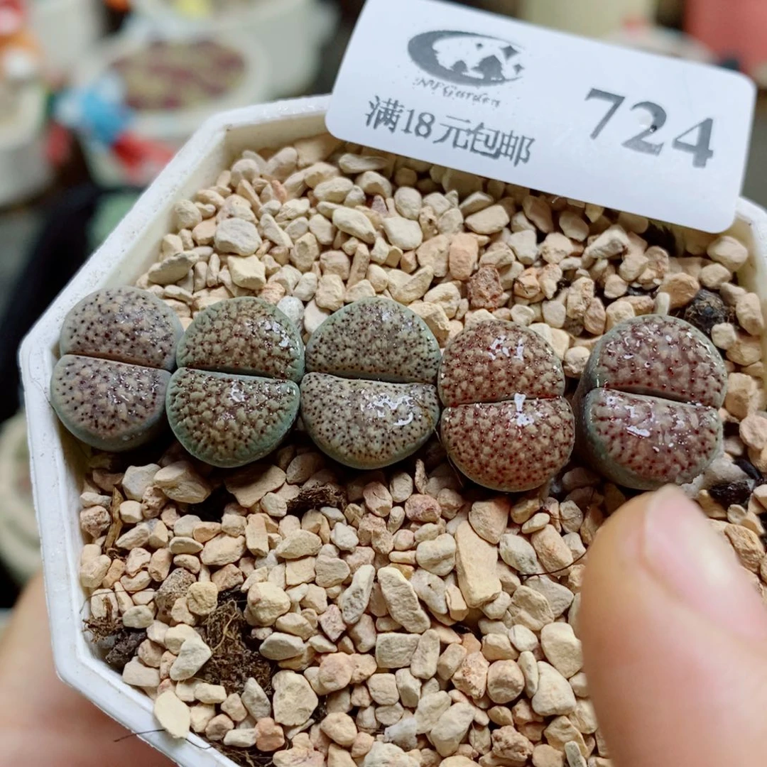 生石花花花花花花花724