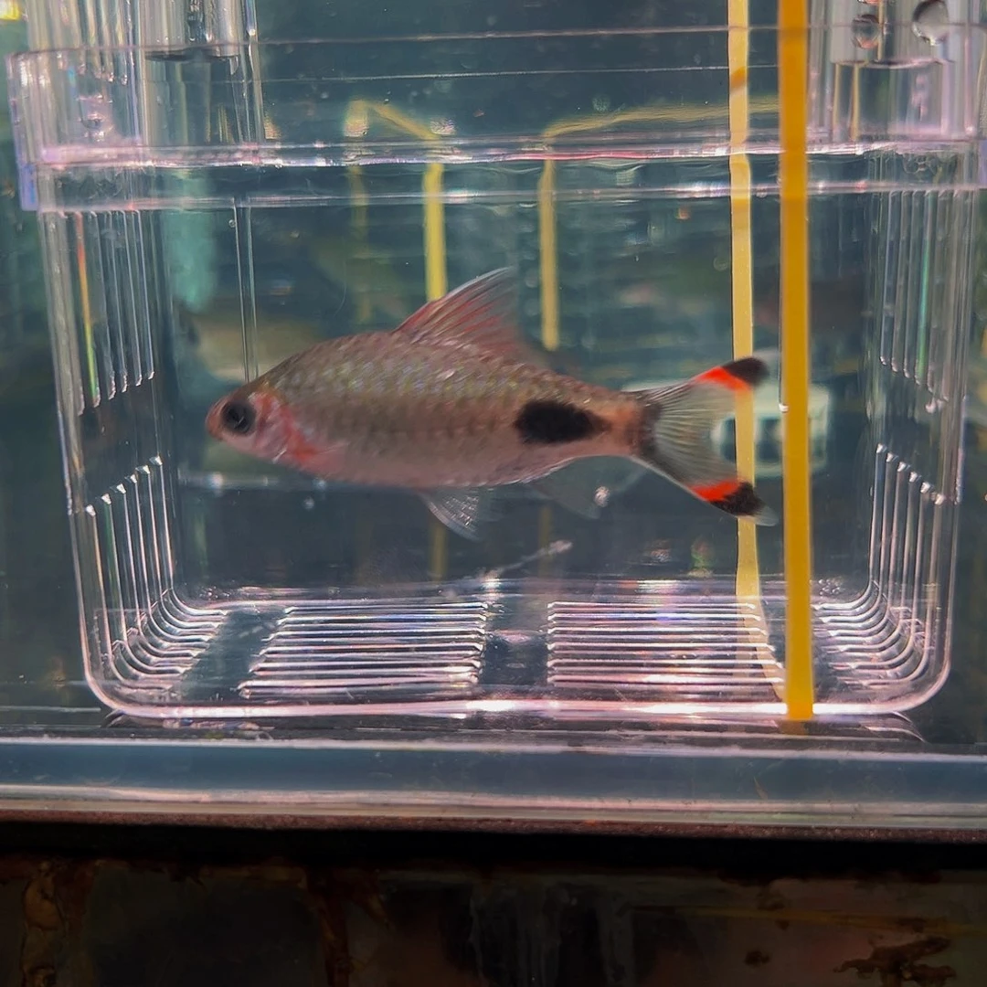 工具鱼黑影鱼鱼鱼鱼14