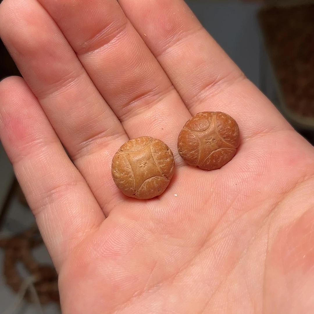 吊坠凤眼菩提18mm麒麟眼，开孔不退
