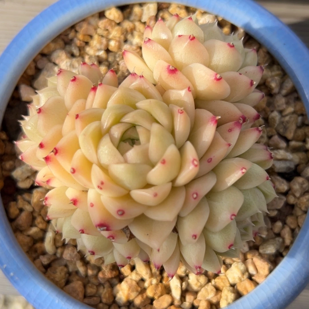 麦秆精控多肉一物一拍