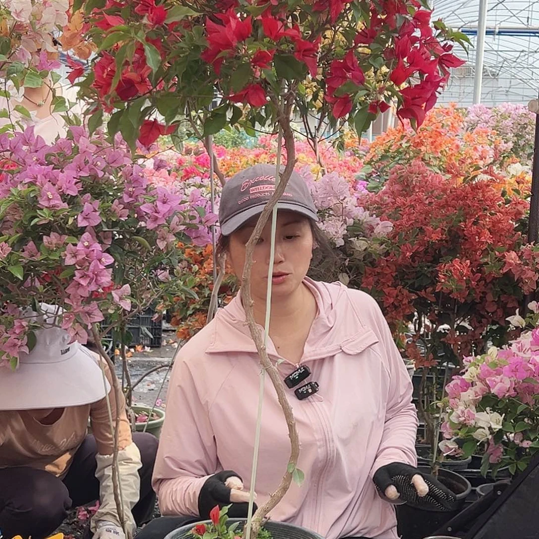 l***ღ大部分花苞少量开放J5酒红桑巴