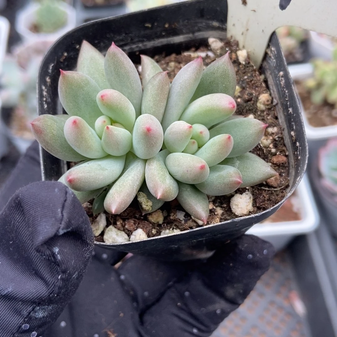 094岩字多肉植物保护