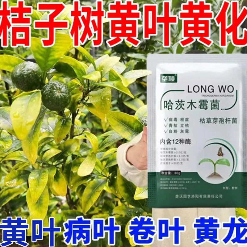 桔子叶子发黄掉叶专用桔子树卷叶橘子干尖叶子病害肥料水溶叶面肥
