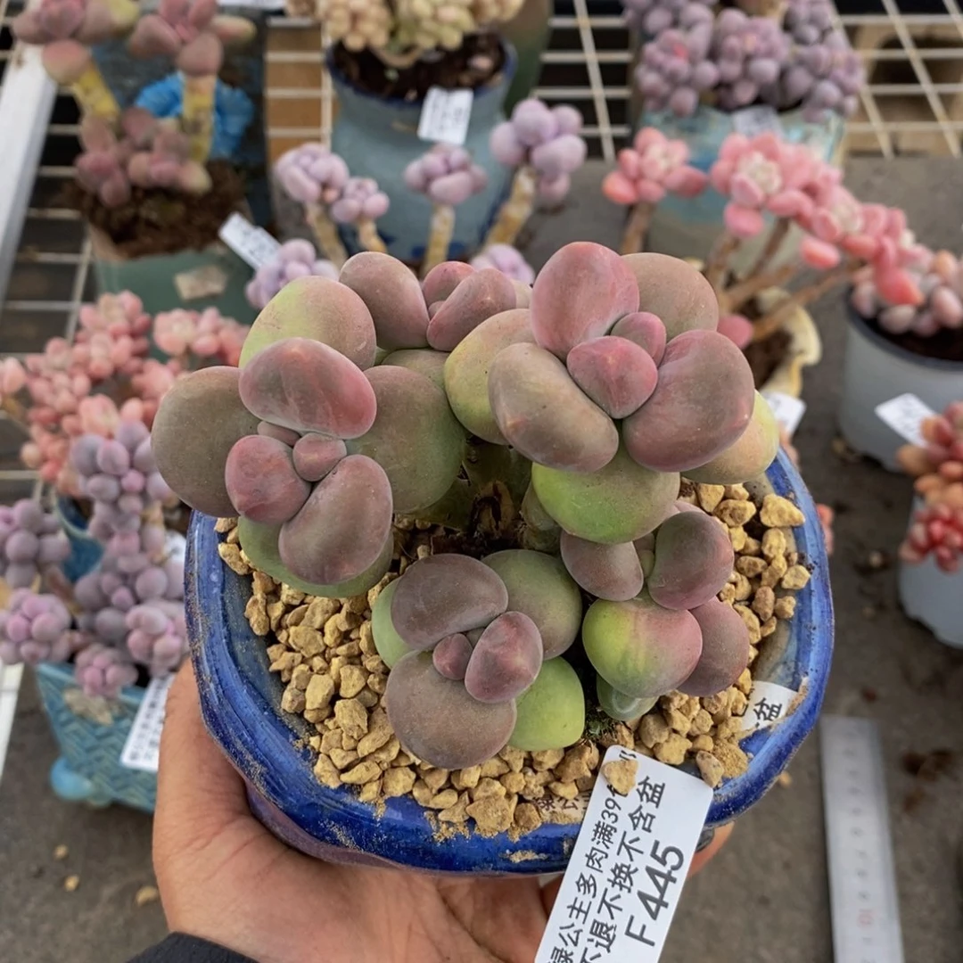 芒果奶酪445/8c m