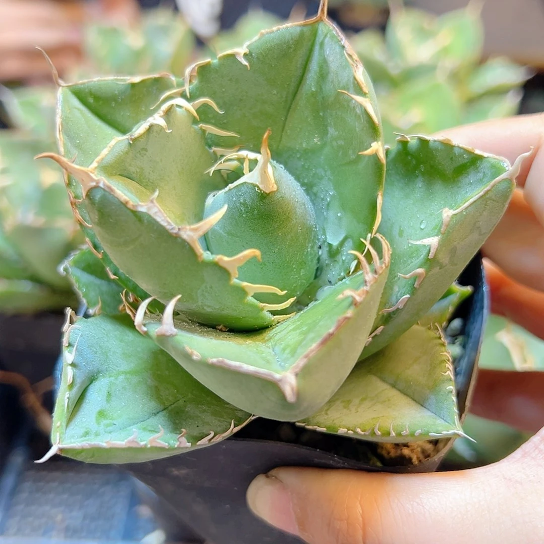 卡比兽脱土9公分1颗