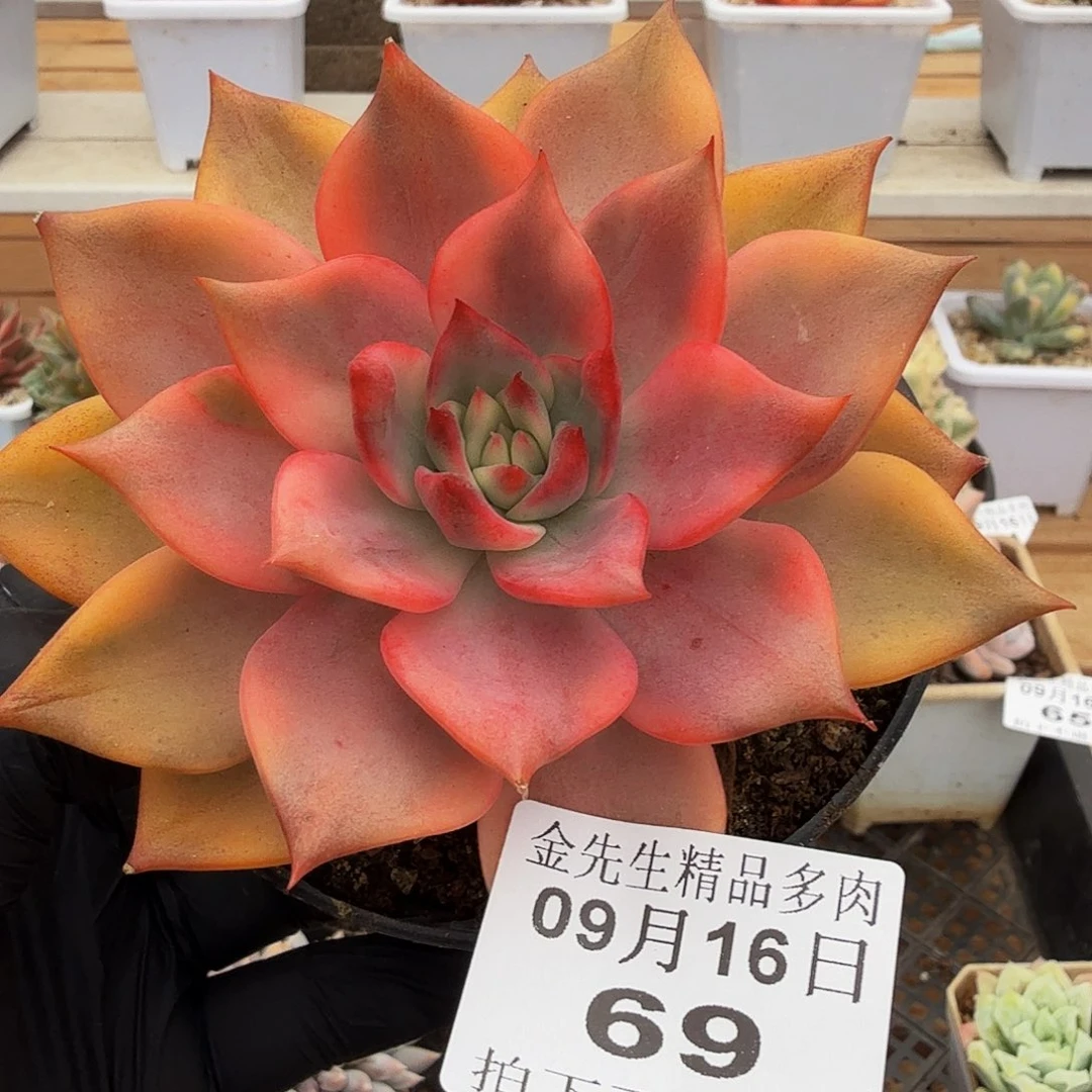 0916-69秋美拉锦单头