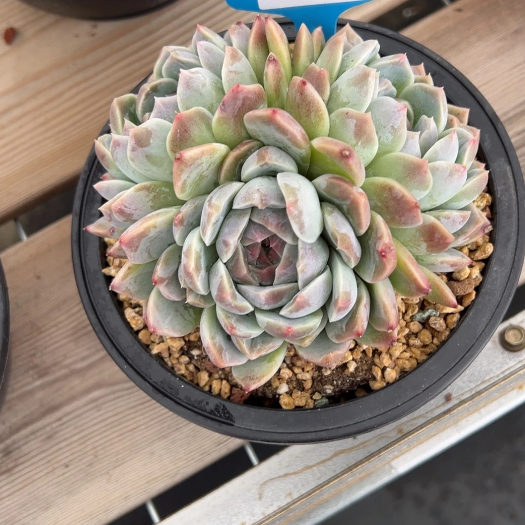 陌**开1213肉多哦多校长多哦