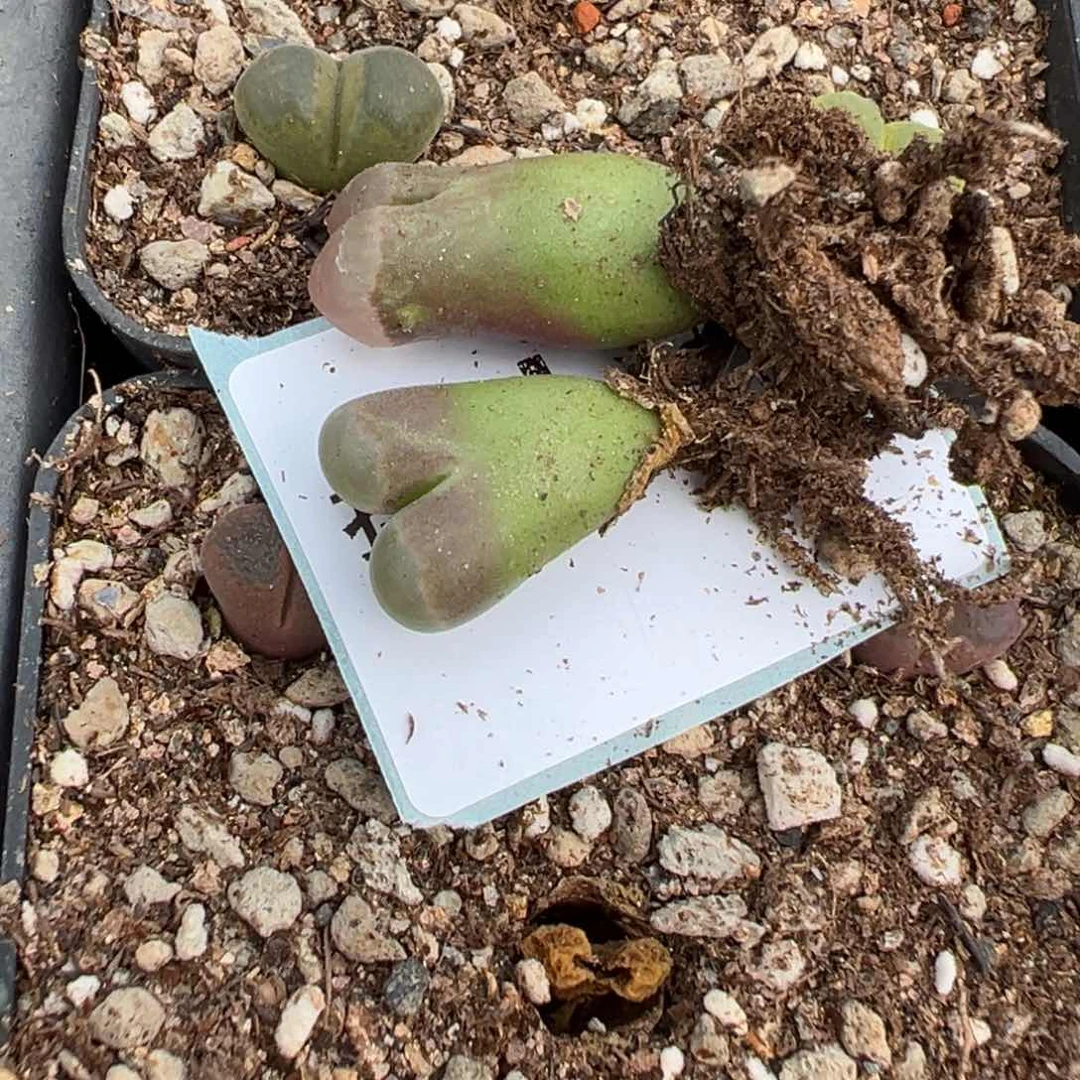 6-127量拍1413.75磁铁风铃一颗