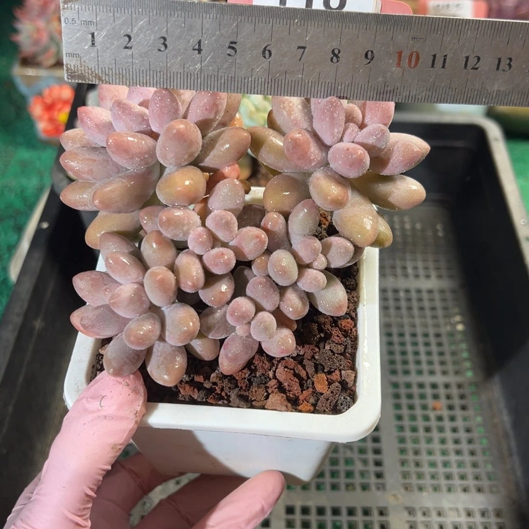 表妹精品多肉植物110.