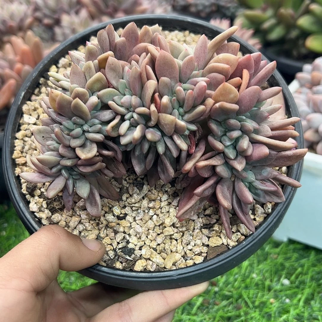 12025226 桃花源缀